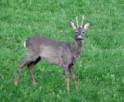Rehbock